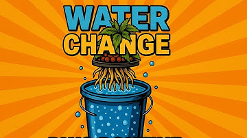 How I Change the Water in My Hydroponic DWC Setup (Full Routine)