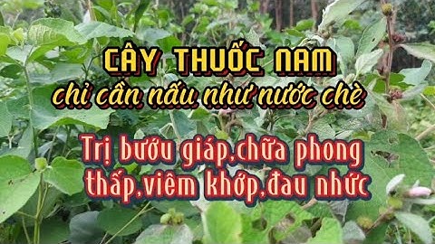 KÉ HOA ĐÀO- bài thuốc chữa bướu giáp,phong thấp,viêm khớp xương đau nhức rất hay