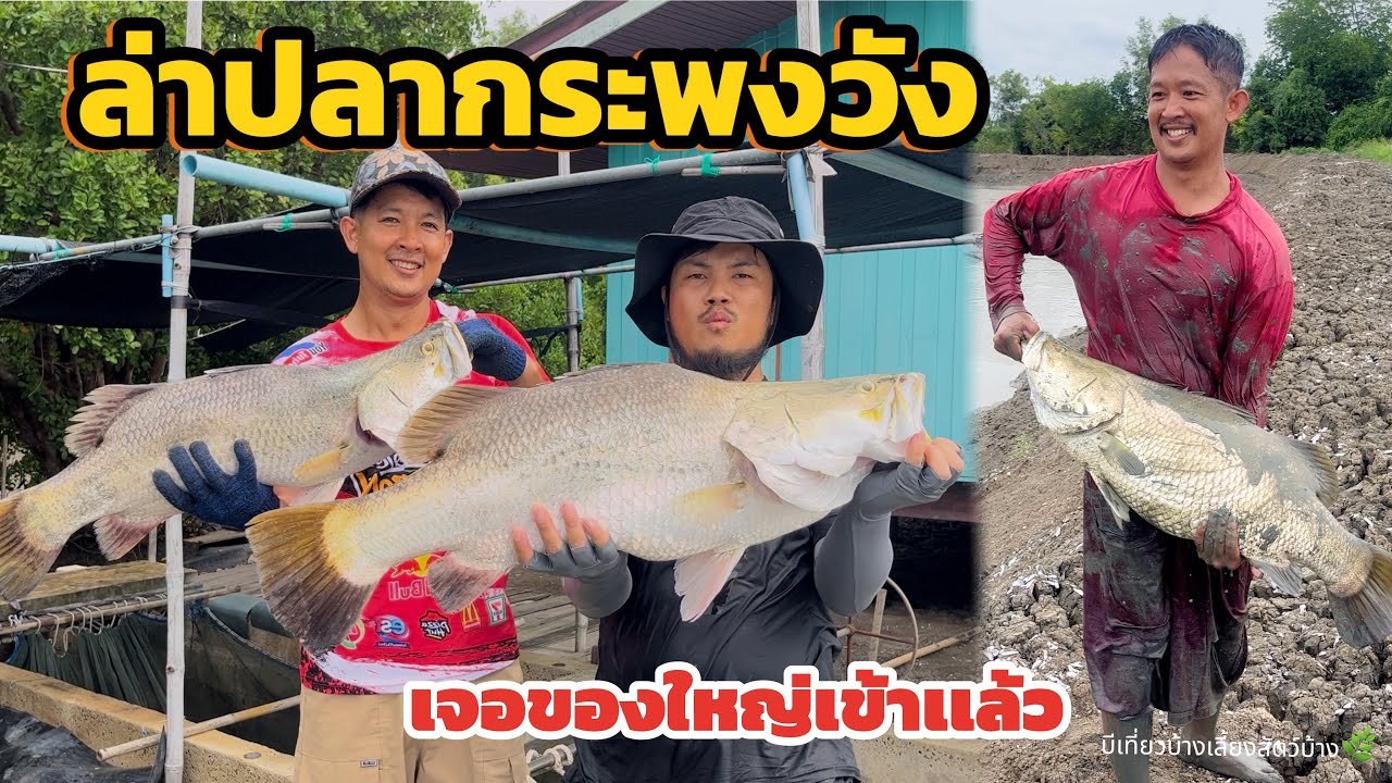 วิถีชาวประมงบ้านผม ล่าปลากระพงวัง เจอของใหญ่เข้าแล้ว ปลาธรรมชาติ