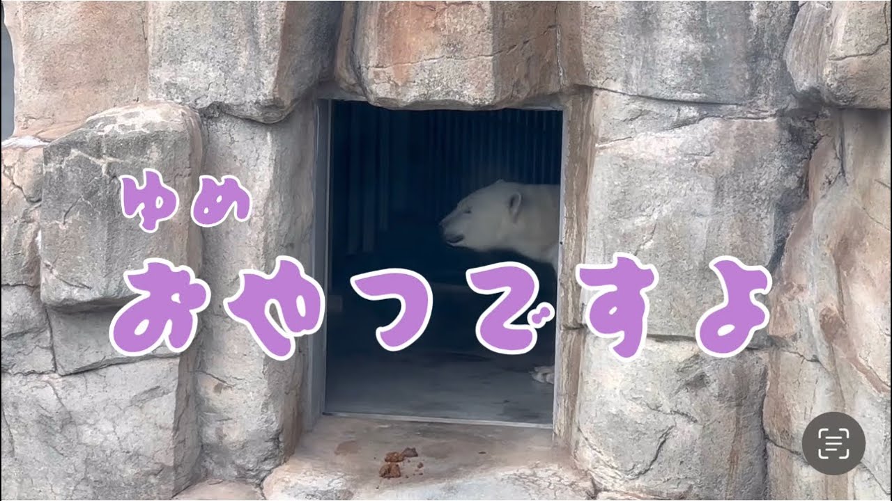 ホッキョクグマというよりはまるで仔ライオン♡王子動物園·ᴥ·ゆめ