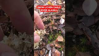 Snow Lichen Eagle River Alaska mushrooms