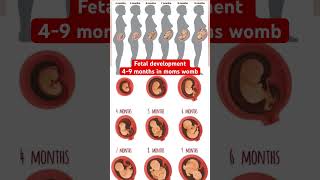 Fetal development 4-9 months youtubeshort pregnancy