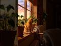 चूहे और बिल्ली की लड़ाई @siddhu Desi Ai creator #viral #cats #aivideo
