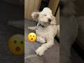 Saint berdoodle Ben doesn’t like the blow dryer #dog #animals #shorts  #pets #bath