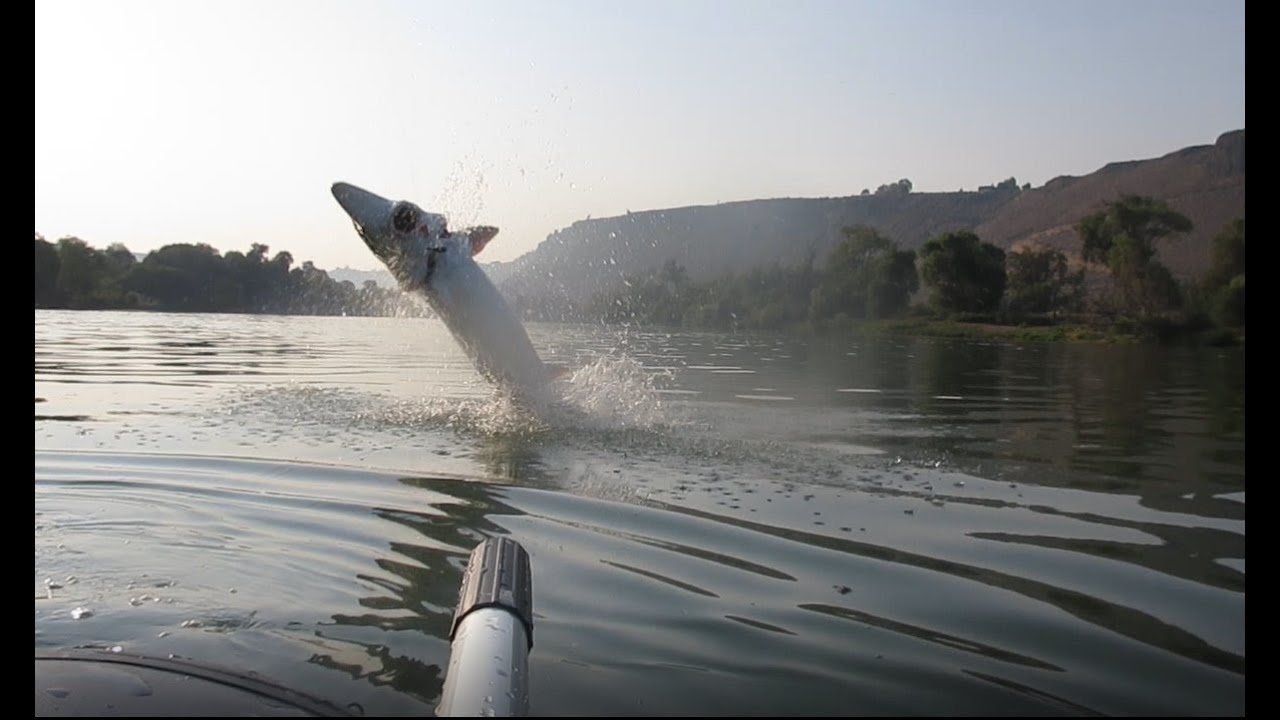 Two big sturgeon on a Bucks Bags Roughneck Float Tube
