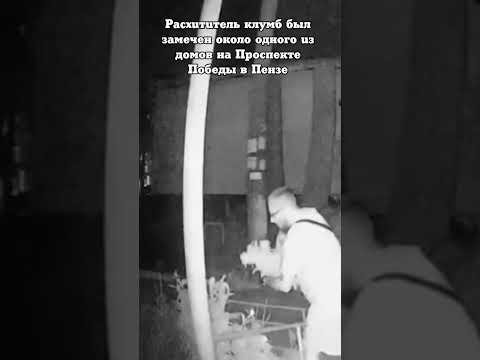 Расхититель клумб был замечен около одного из домов на Проспекте Победы в Пензе