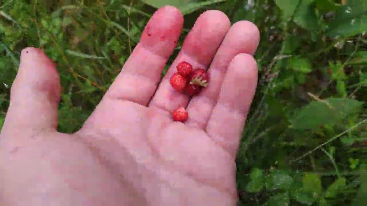 Лесная земляника!!! Ягода леса. - YouTube
