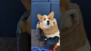 Corgis Make a Mess!