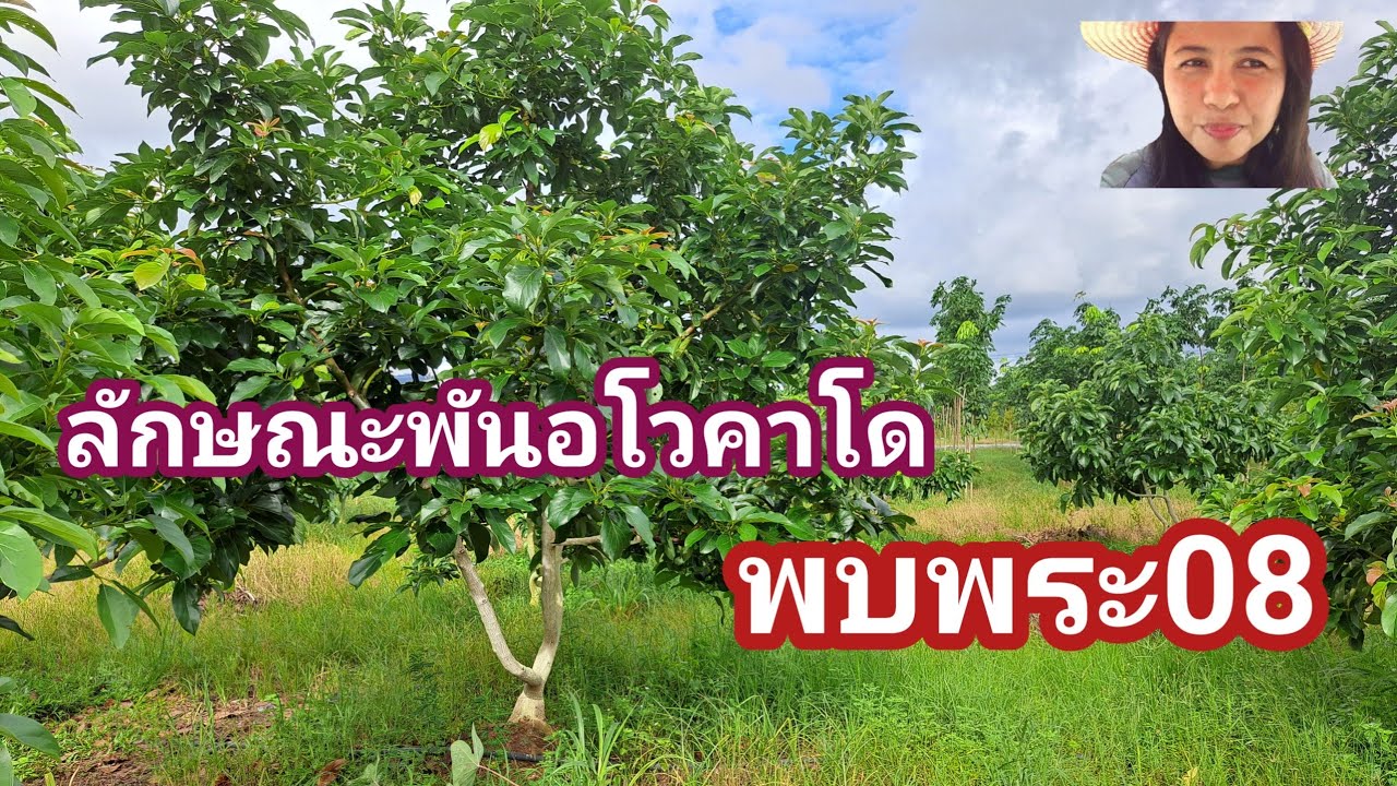 #ลักษณะอโวคาโด้พันพบพระ08#เกษตรบ้านสวน #ชม สวนอโวคาโดระยองฮิ#เจ้ชงชอบเล่าชอบไล้25มิย68