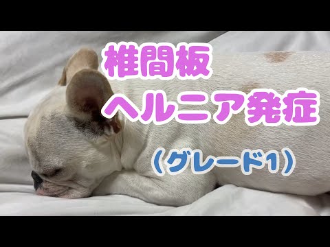 椎間板ヘルニア発症(グレード1)【フレンチブルドッグ】