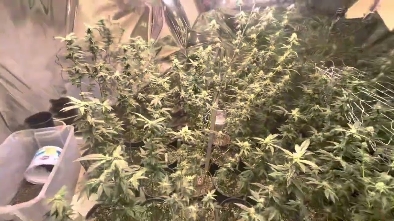 Week 4 bloom lemon 🍋 cherry gelato & lemon 🍋 cherry Runtz