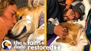 Dog Survives Car Hit and Proves Miracles Exist | The Dodo Faith = Restored