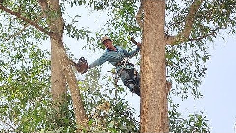 Cưa  cây  tràm  bông  vàng  siêu  khủng  ,Ở  thị trấn tịnh  biên  .Cưa  cây  kỷ thuật cao