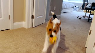 Henry the Jack Russell Terrier Dog Gets the Zoomies After His Walk