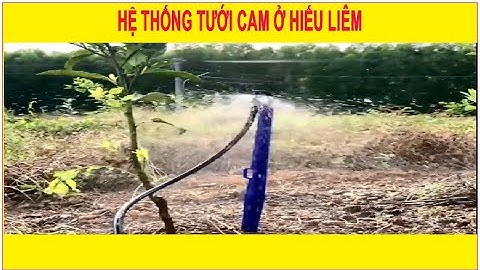 BÉC TƯỚI CÂY ASOP | Hệ thống tưới cam ở Hiếu Liêm