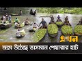 শত কোটি টাকার পেয়ারা বাণিজ্য বদলে দিচ্ছে স্থানীয় অর্থনীতি | Floating Market | Barishal | Jhalokathi