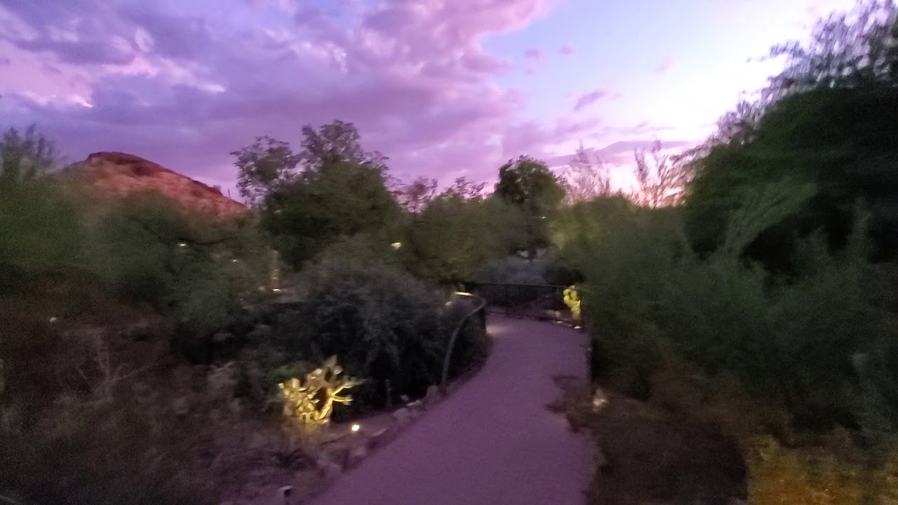 A sunset walkthrough of Phoenix desert botanical garden YouTube