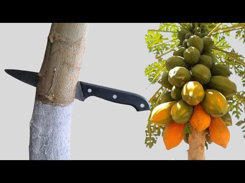 Video: Poda de árboles de papaya - ¿Necesita cortar los árboles de papaya?