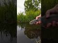 One can really see where the #rainbowtrout gets its name from. 🤩 #catchandrelease #fishing #trout