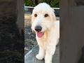 ドッグランで4時間遊んだよ I spent 4 hours at the dog run #shorts