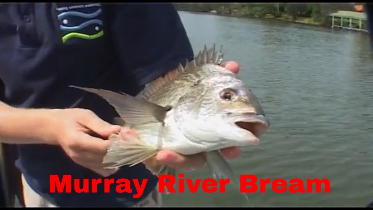 Mandurah Murray River , Fishing WA Series 4 Ep 3 Part 1 YouTube