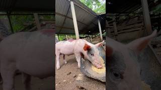 Piggy How Love To Eat
