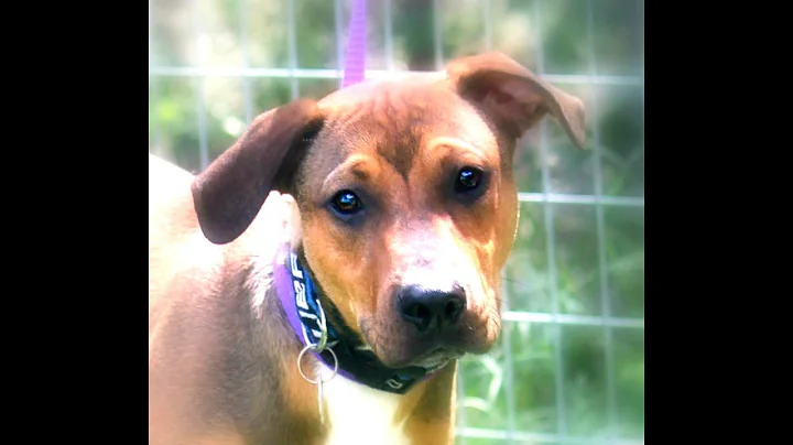 Hippy!! The Perfect Brown Dog! Ready for Adoption!...