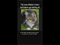 Tại sao Maine Coon trở thành gã khổng lồ 🐱🏔️ #Shorts