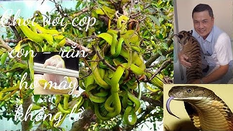 Du Xuân Trại Rắn Đồng Tâm 2024 chơi với cọp con, xem rắn hổ mây khổng lồ, quá nhiều điều thú vị