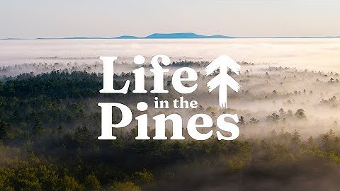 Life in the Pines | Trailer