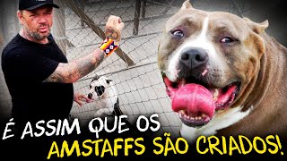 O SEGREDO DOS CAMPEÕES: A VIDA DE AMERICAN STAFFORDSHIRE TERRIERS!