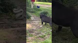 Dog Vs Python Animal Snake Vs Dog Fight