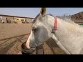 عاده سيئه فالخيل طرق علاجها وتفاديها🐎👍🏻||ركوب بتال بقناعته👏🏻