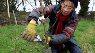 Winter formative pruning: How to Plant and Care for Young Apple Trees Part 3