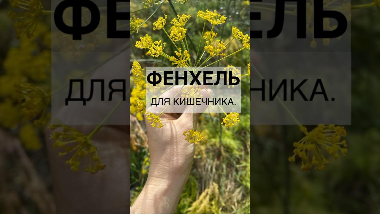 ФЕНХЕЛЬ ОТ ВЗДУТИЯ, ПРИ ЗАБОЛЕВАНИЯХ ЖКТ. #натуропат #т… — Transcript
