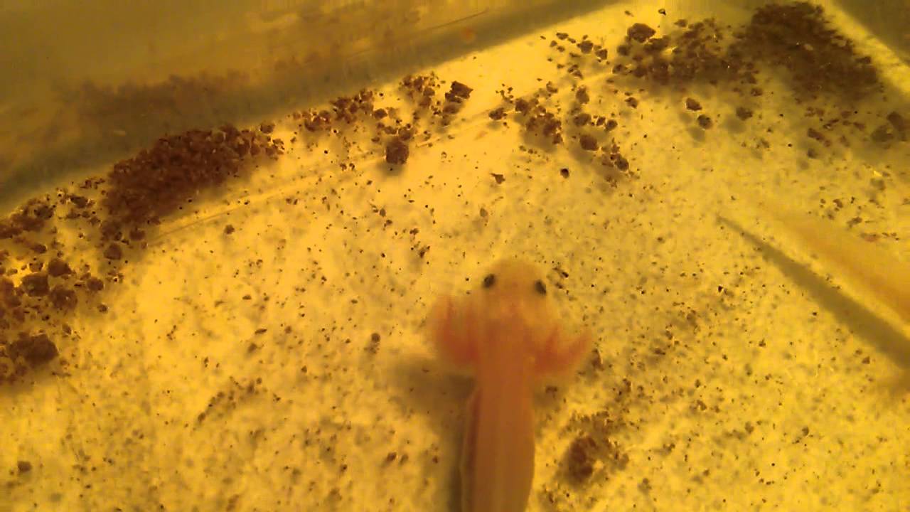Axolotl Baby Fütterung - YouTube