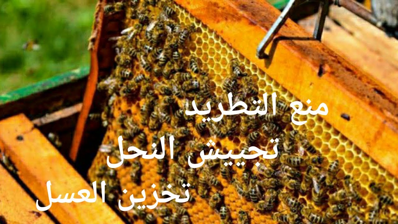 طريقة ديماري ↩الجزء 2 ✔الإجابة على تساءلات المتابعين