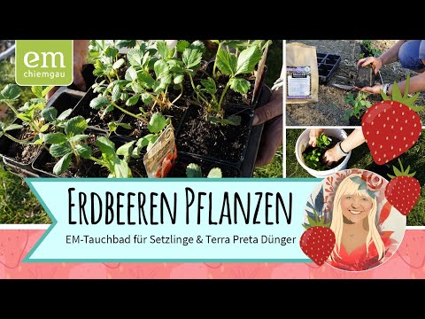 Video: Termine für das Pflanzen von Erdbeeren für Setzlinge nach dem Mondkalender 2020