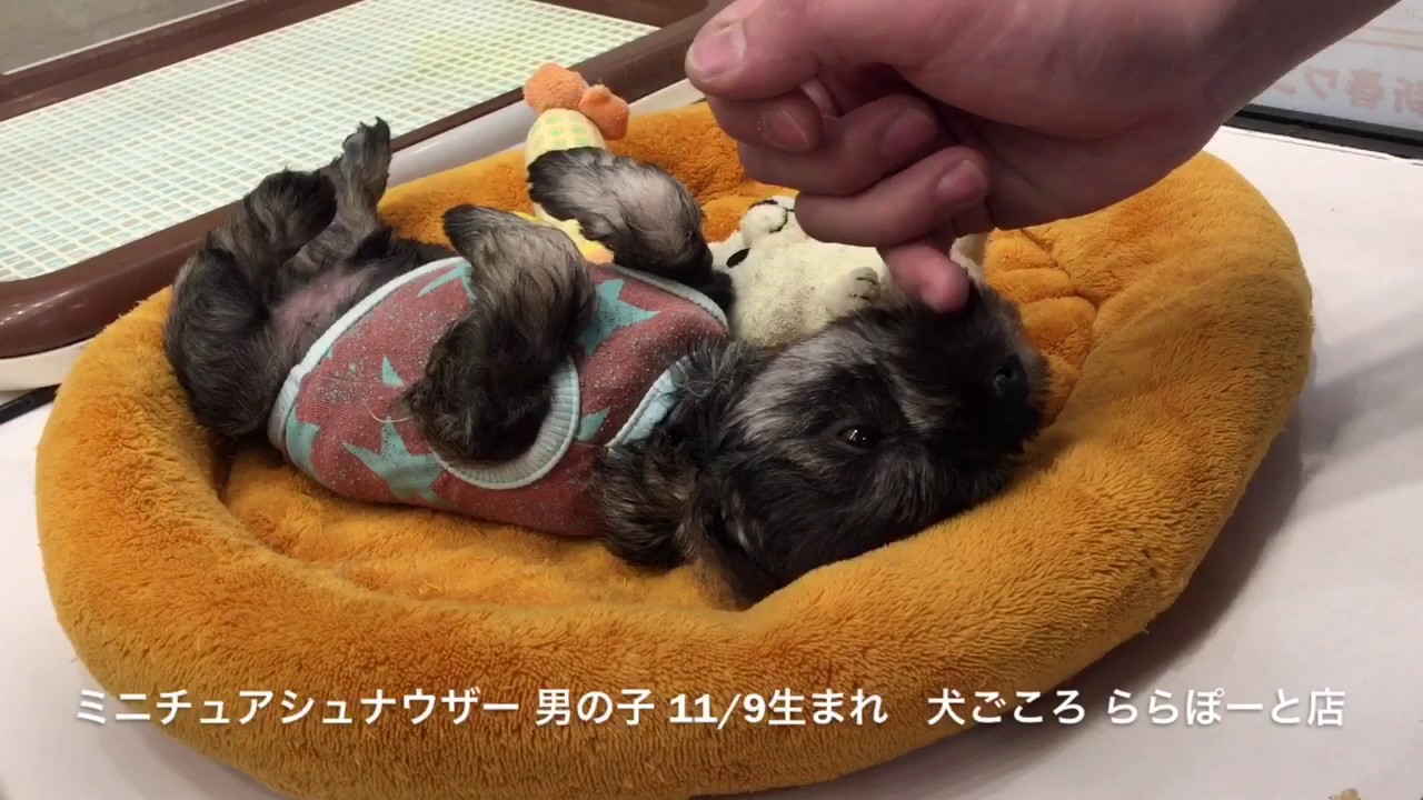 船橋市 ミニチュアシュナウザー 子犬 かわいい Youtube