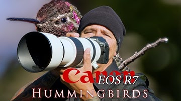 Hummingbirds at Kenneth Hahn Park with the Canon R7 & RF 100-500mm  lens - my current rig of choice!