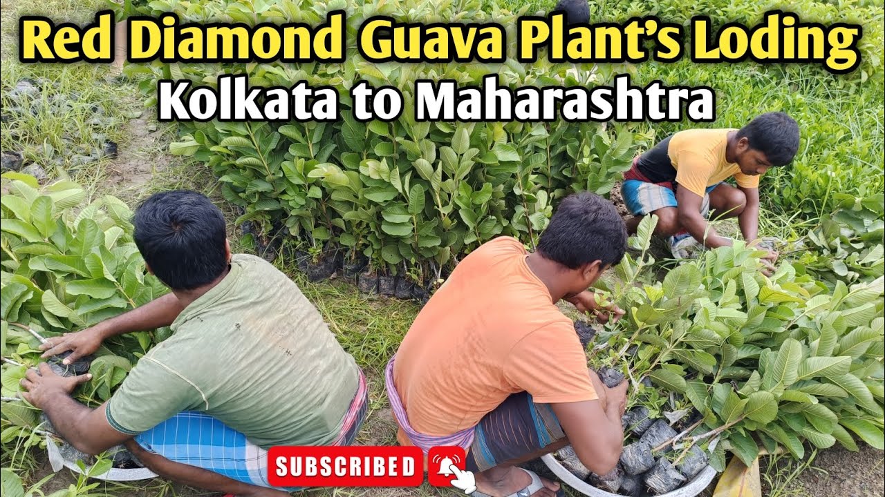 Red Diamond Guava Plant's Loding Kolkata to Maharashtra Wholesaler Nursery All Over India Supplier