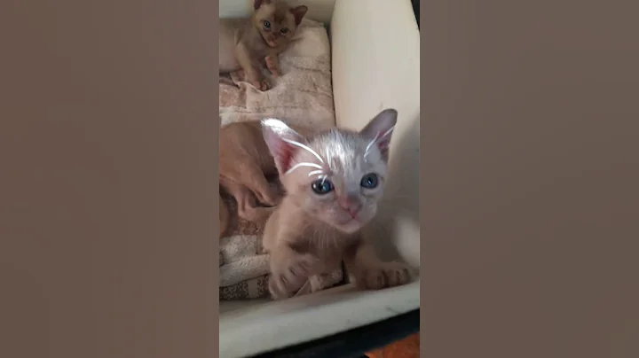 Video 7819621: catlover burmese, burmese kitten, chaton kitten