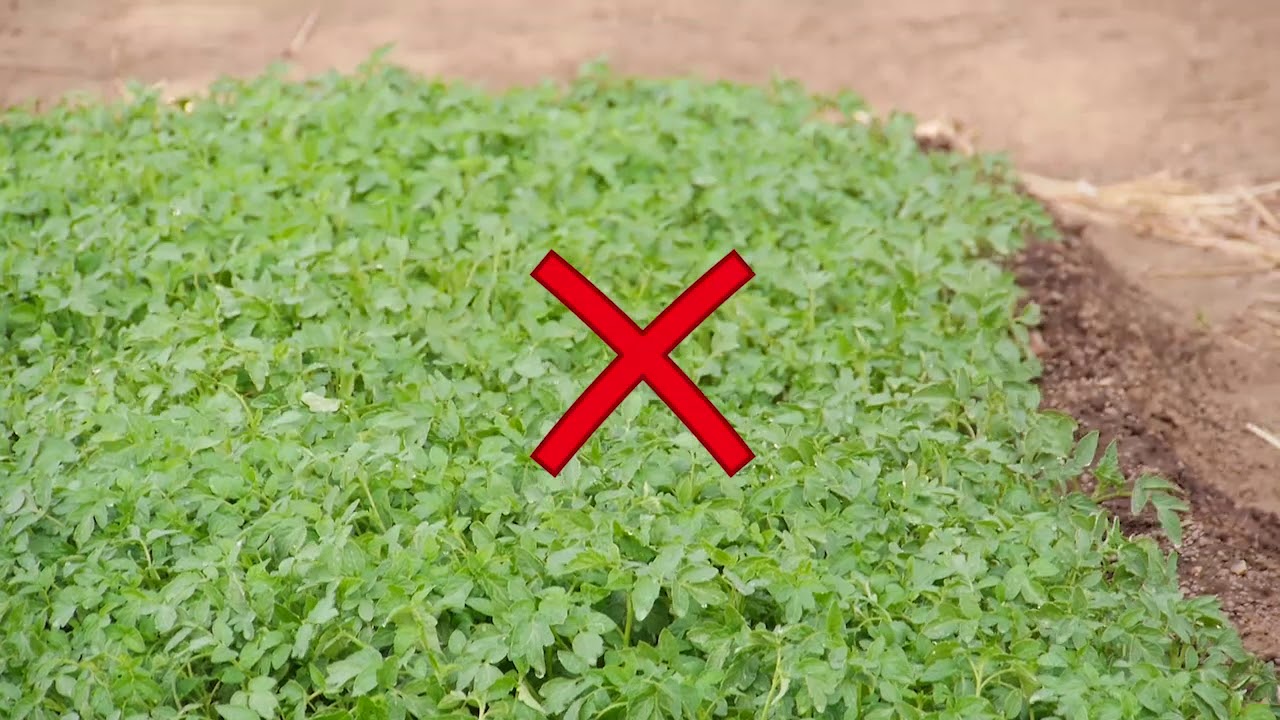 TOMATO PRE-NURSING NURSING & Post Nursing for GHANA MADE