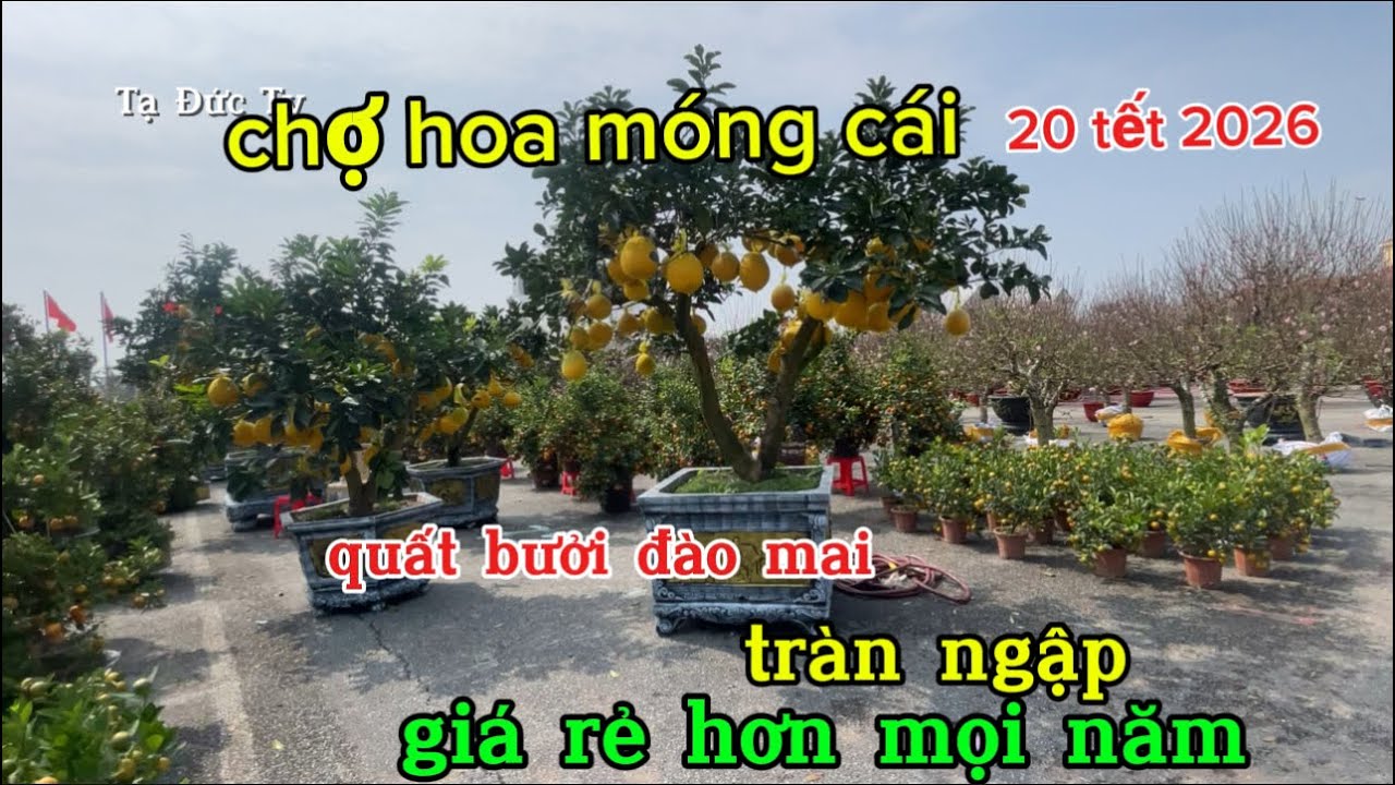 Цветочный рынок в Монг Кае предлагает доступные цены, но покупателей пока нет.