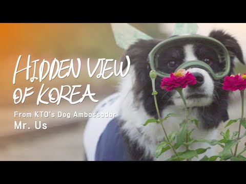 Hidden View of Korea: Meet KTO's Dog Ambassador, Mr. Us!