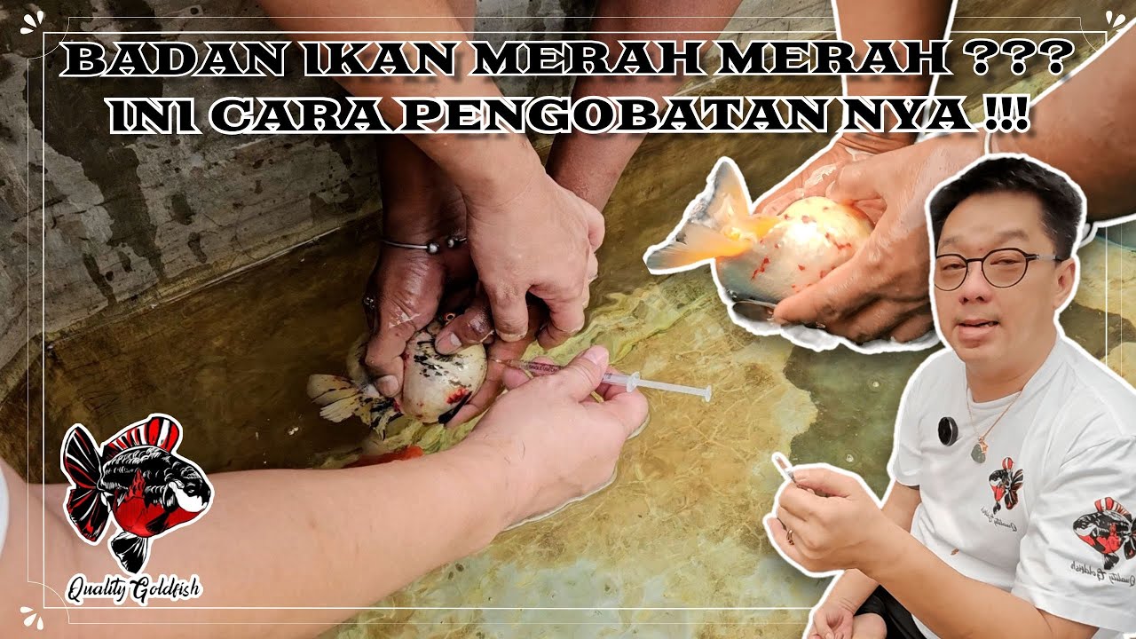 BADAN IKAN MERAH MERAH ??? INI CARA PENGOBATAN NYA !!!