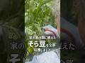 家の裏の畑に植えたそら豆を全部収穫したばあちゃん #shorts