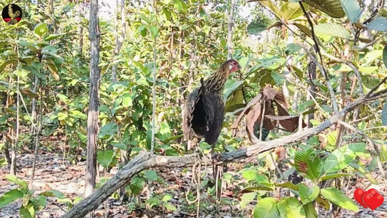 Tiếng Gà mái Rừng kêu trong mùa sinh sản  #chicken  #garung  #wildlife  #nature  #birdsounds #shorts