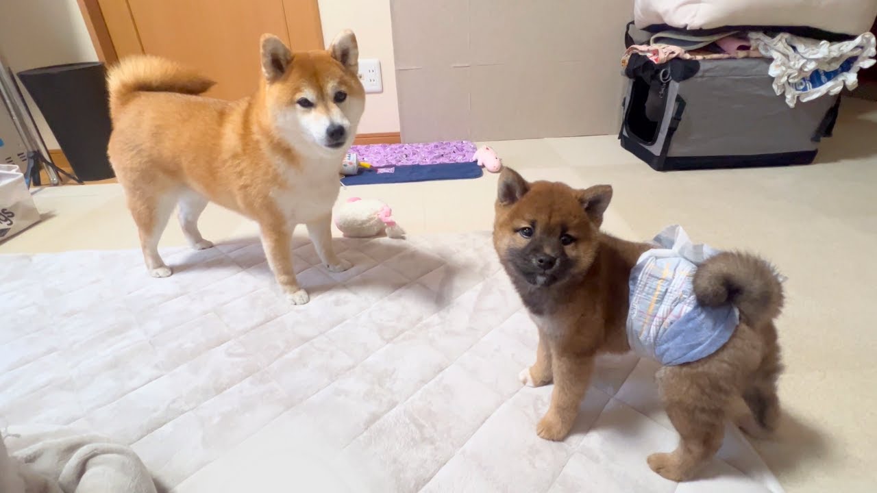 After a week of keeping multiple pets, the thing I was dreading