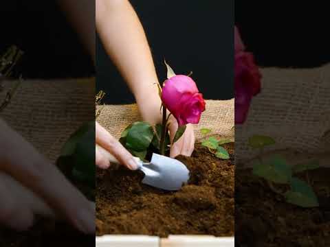 Video: Pepicha-planten gebruiken: kooktips met Pipicha-kruiden